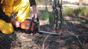 Reliable Marshall, MN Tree Services Solutions